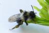 Andrena cineraria